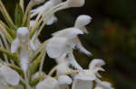 White fringed orchid